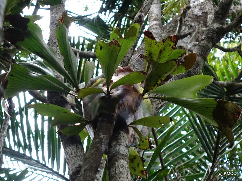 Platycerium ellisii photo 5