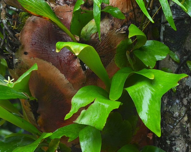Platycerium ellisii photo 8
