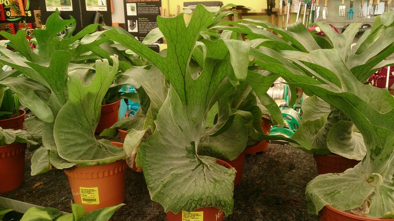 Platycerium grande photo 2