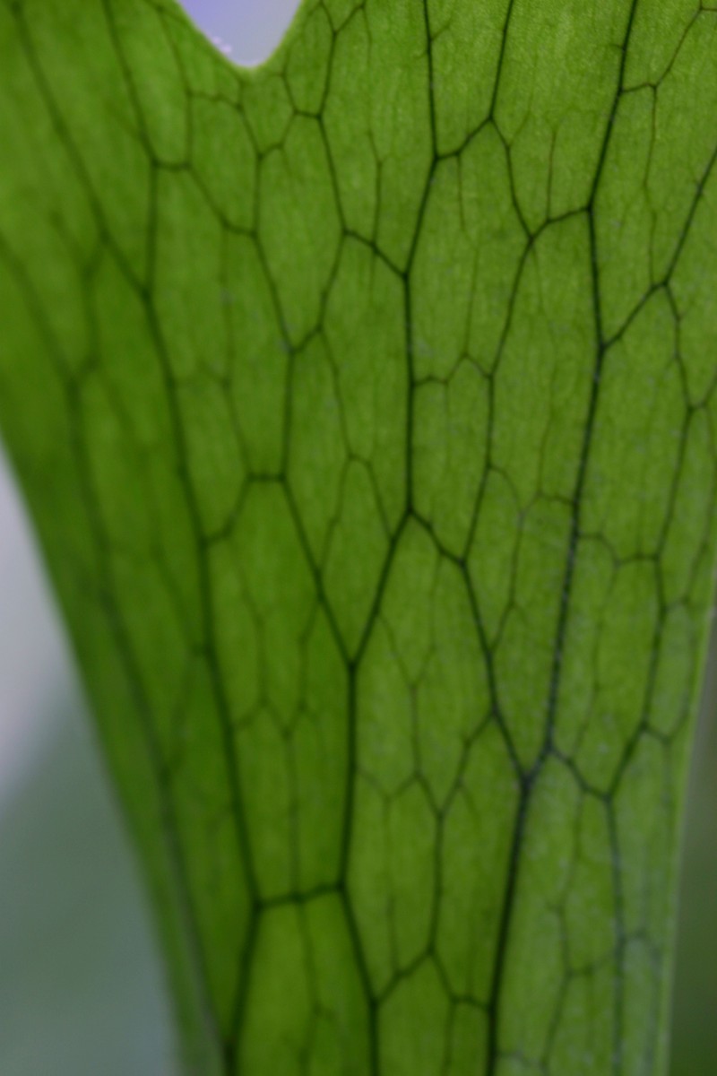 Platycerium grande photo 3