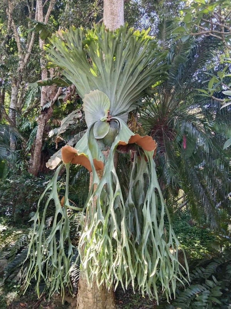 Platycerium grande photo 4