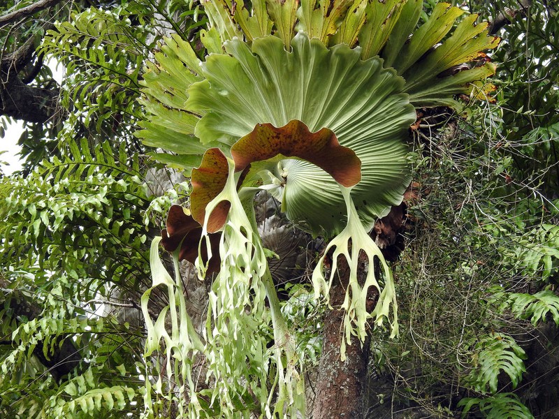 Platycerium grande photo 5