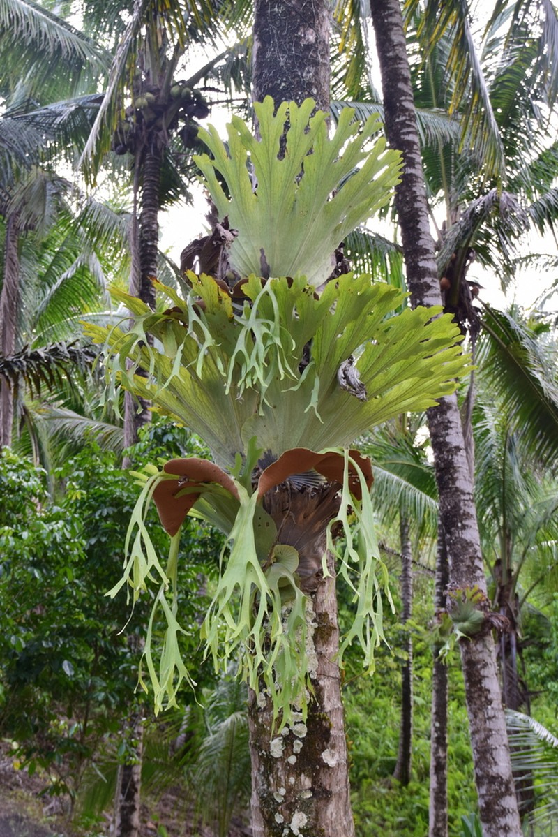 Platycerium grande photo 6