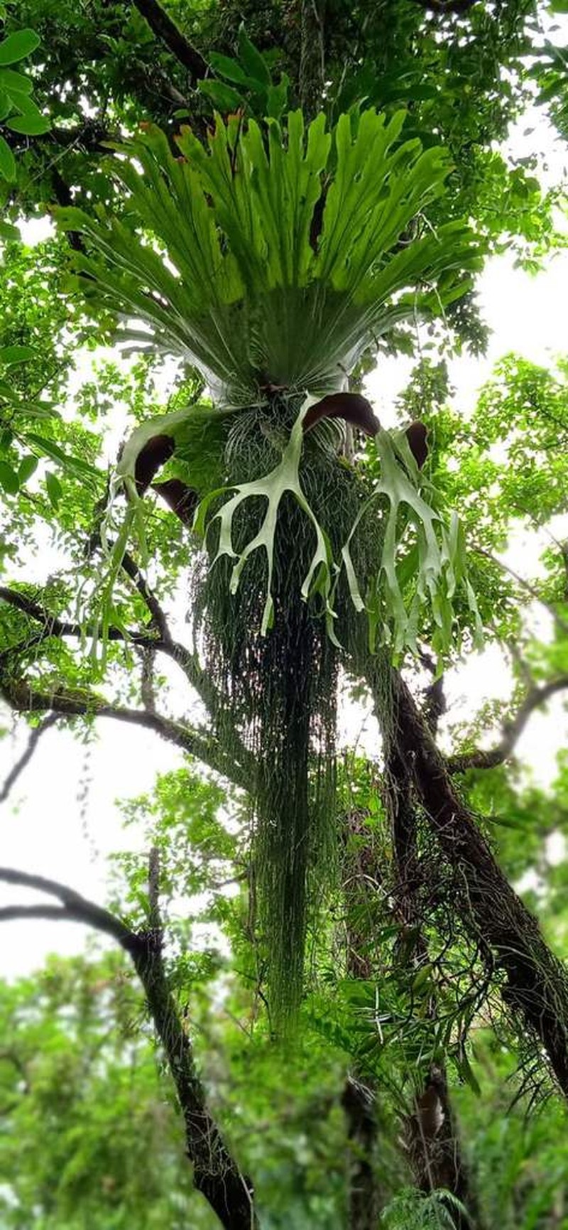 Platycerium grande photo 7