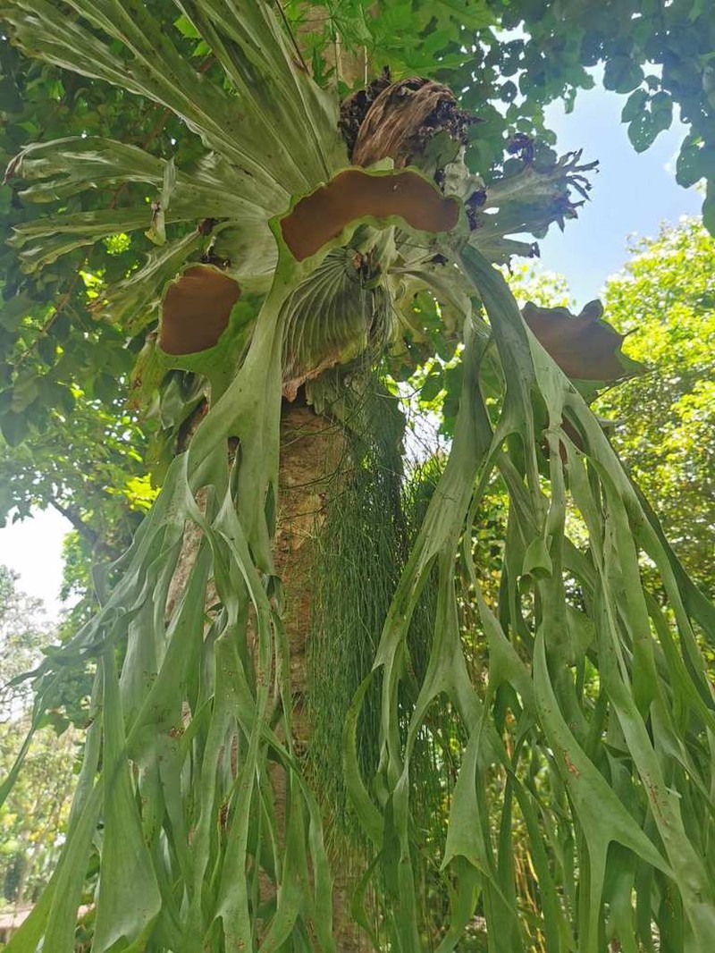 Platycerium grande photo 8