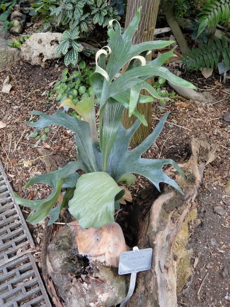 Platycerium hillii
