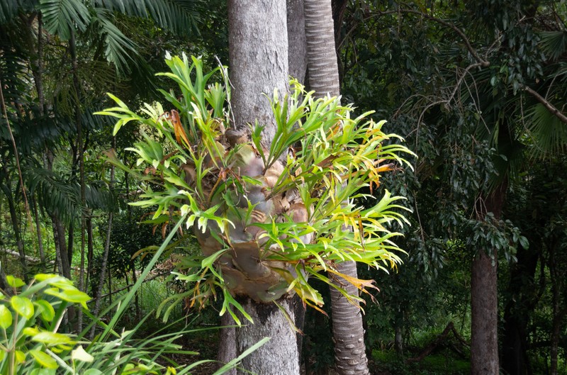 Platycerium hillii photo 2