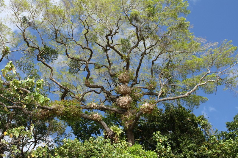 Platycerium hillii photo 3