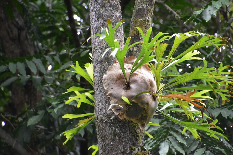 Platycerium hillii photo 4