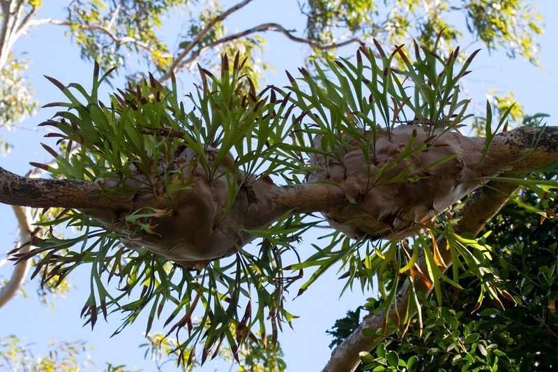 Platycerium hillii photo 5