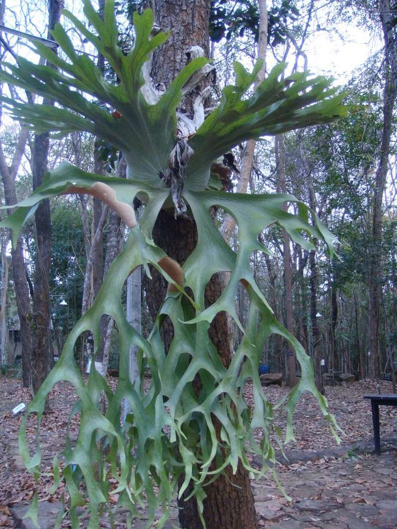 Platycerium holttumii