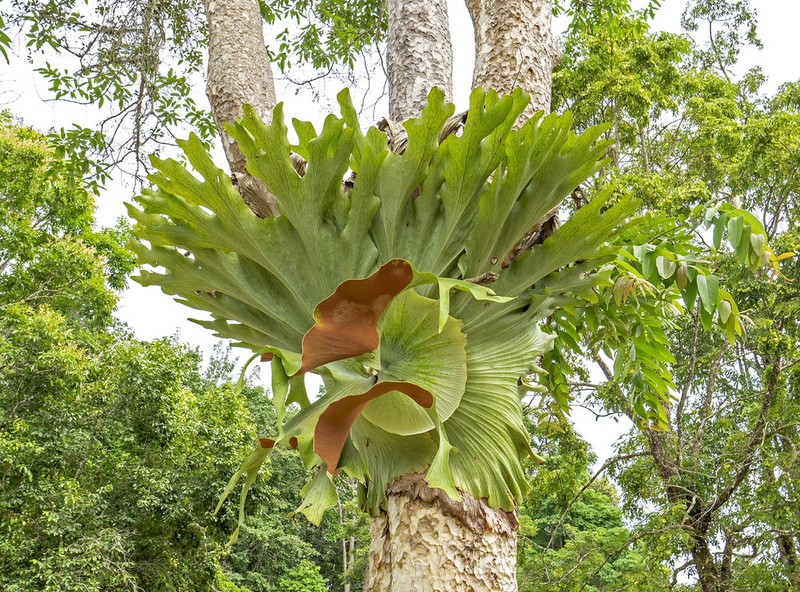 Platycerium holttumii photo 2
