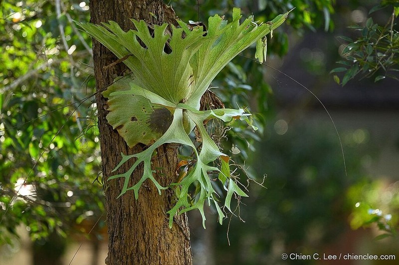 Platycerium holttumii photo 4