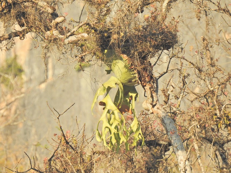 Platycerium holttumii photo 8