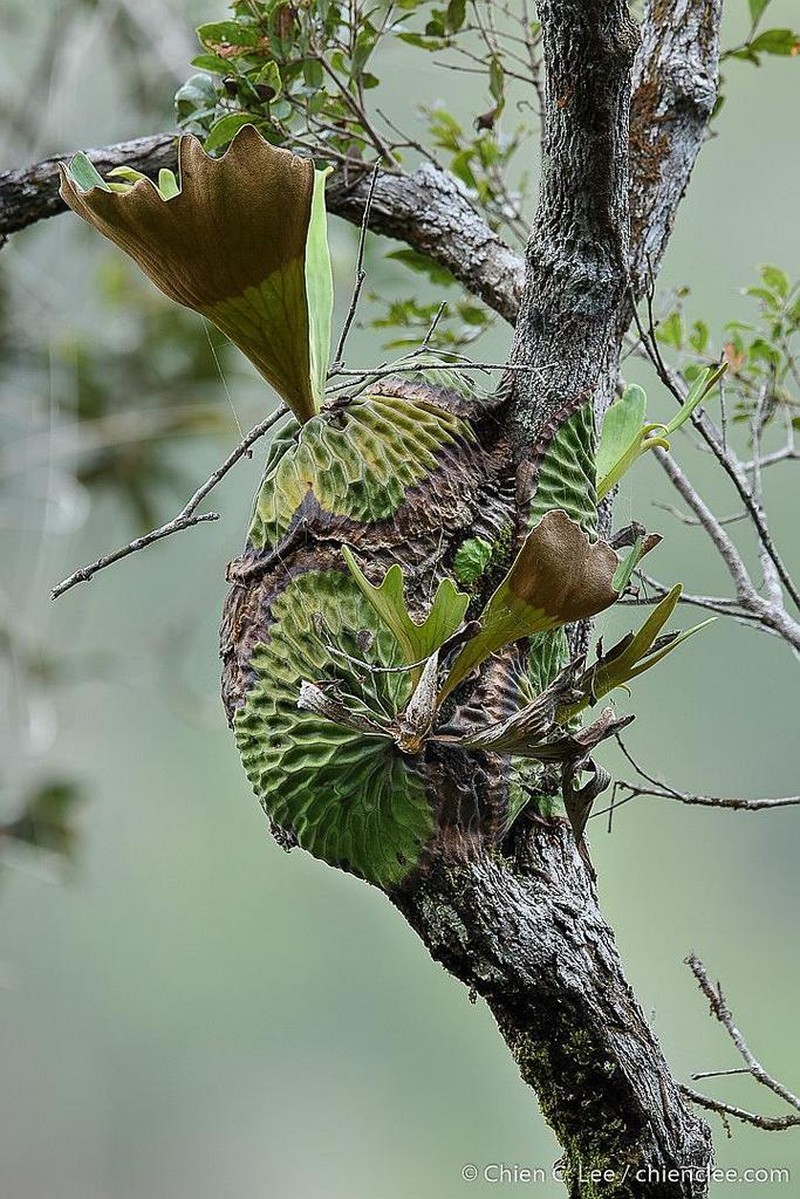 Platycerium madagascariense