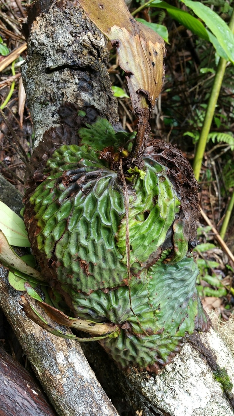 Platycerium madagascariense photo 2