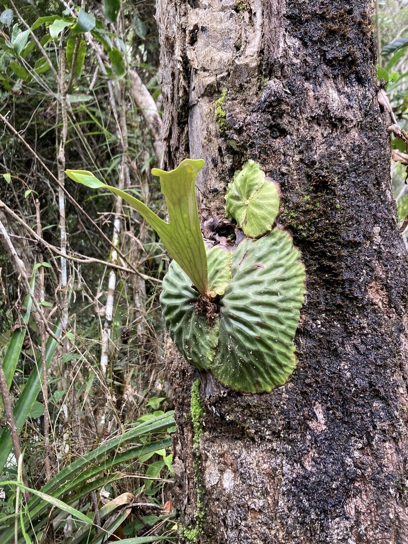 Platycerium madagascariense photo 3