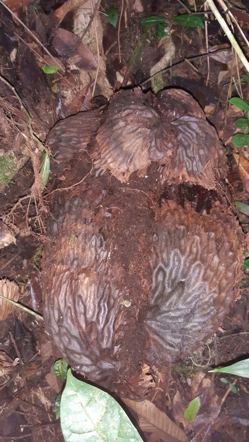 Platycerium madagascariense photo 4