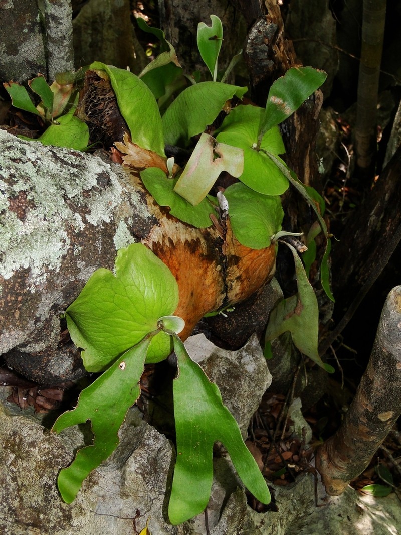 Platycerium quadridichotomum