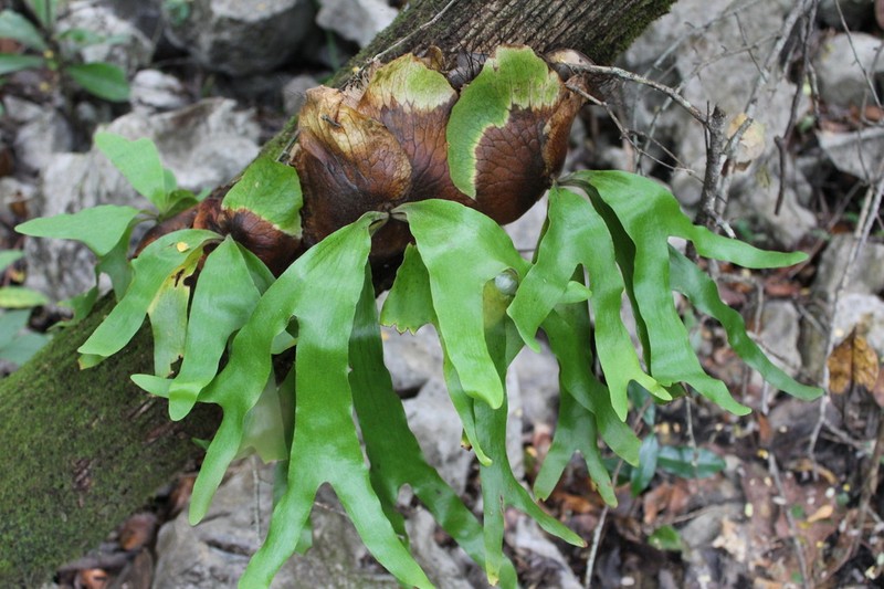 Platycerium quadridichotomum photo 3