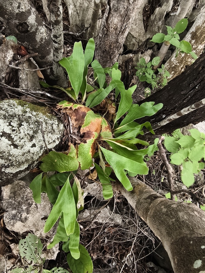 Platycerium quadridichotomum photo 4