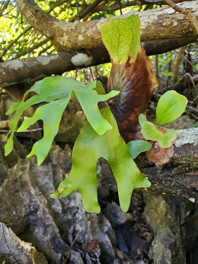 Platycerium quadridichotomum photo 5