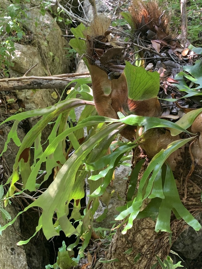 Platycerium quadridichotomum photo 6