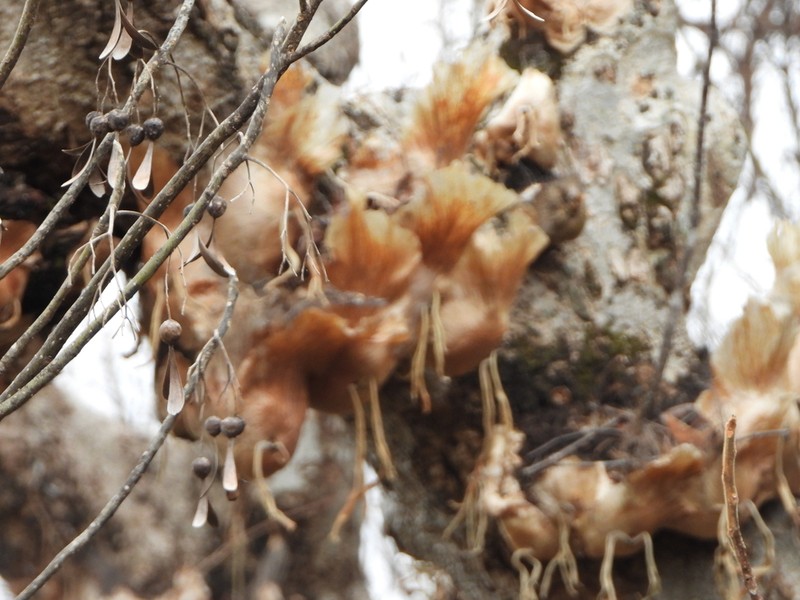 Platycerium quadridichotomum photo 7
