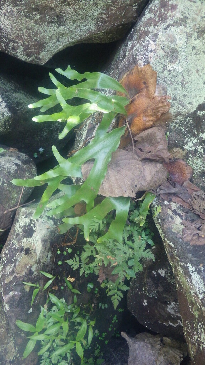 Platycerium quadridichotomum photo 8