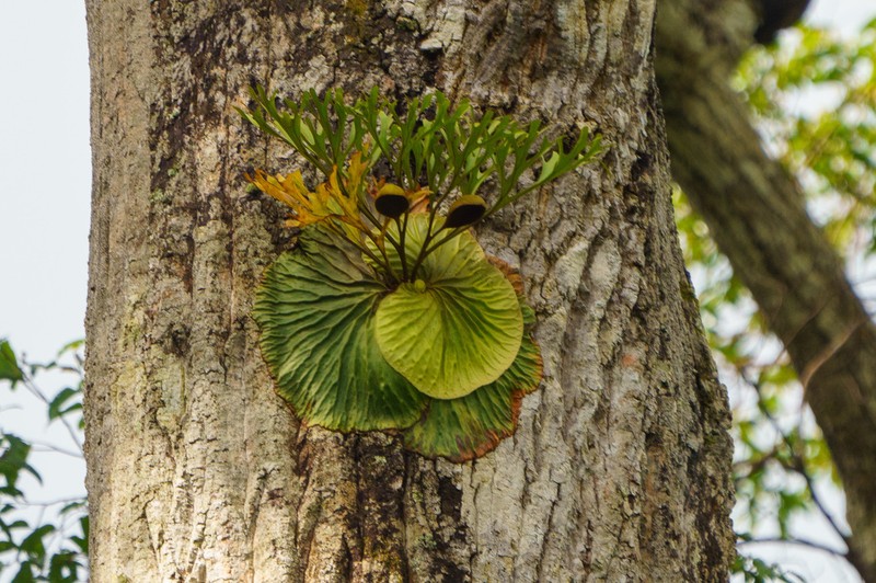 Platycerium ridleyi photo 2