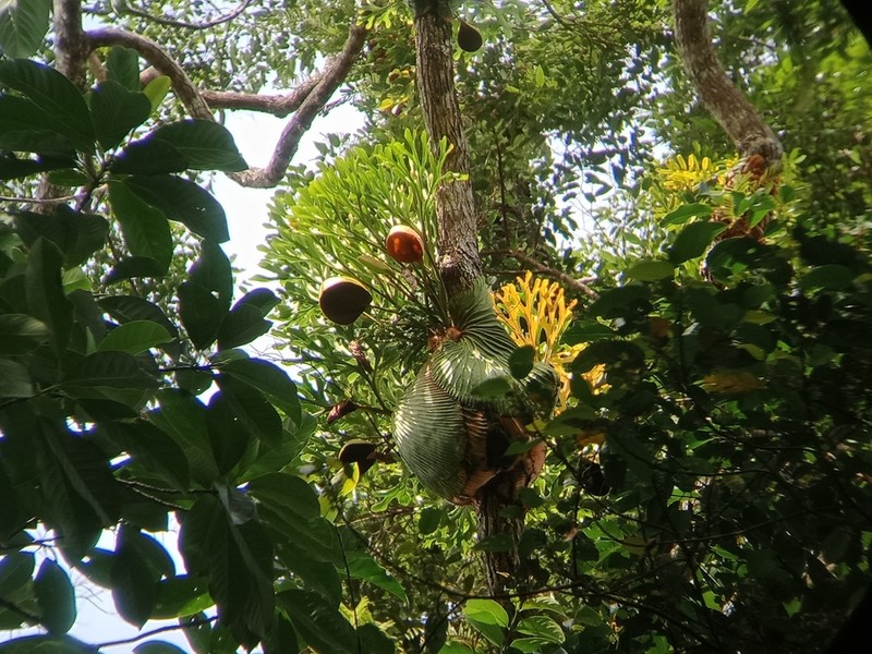 Platycerium ridleyi photo 3