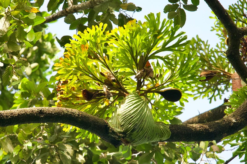 Platycerium ridleyi photo 4