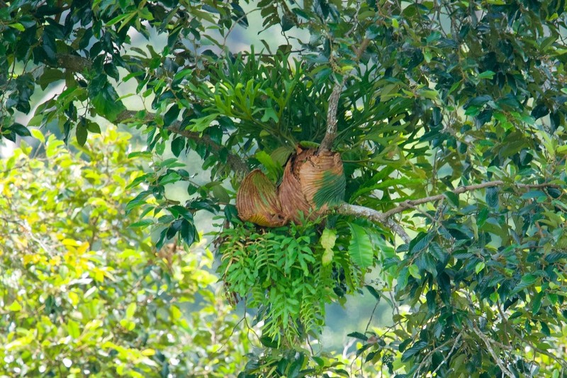 Platycerium ridleyi photo 6