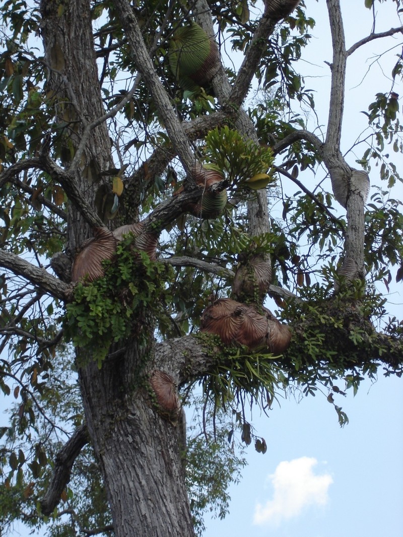Platycerium ridleyi photo 7