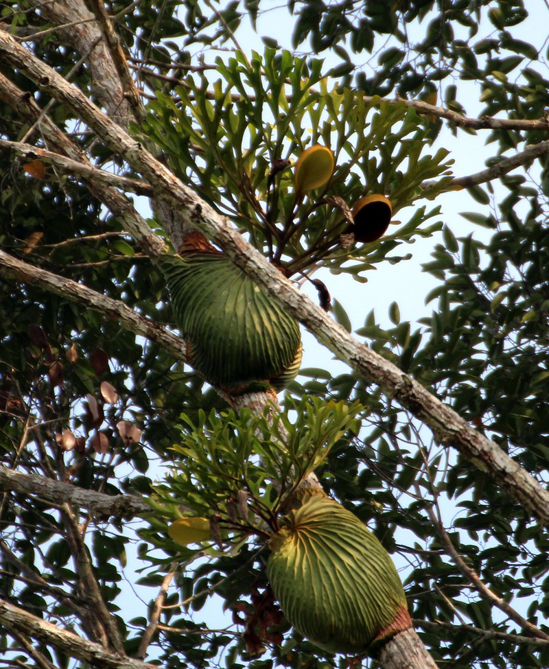 Platycerium ridleyi photo 8