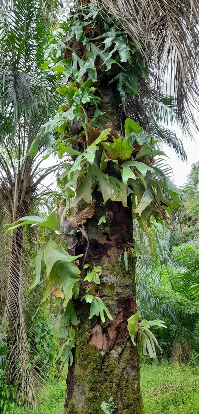 Platycerium stemaria