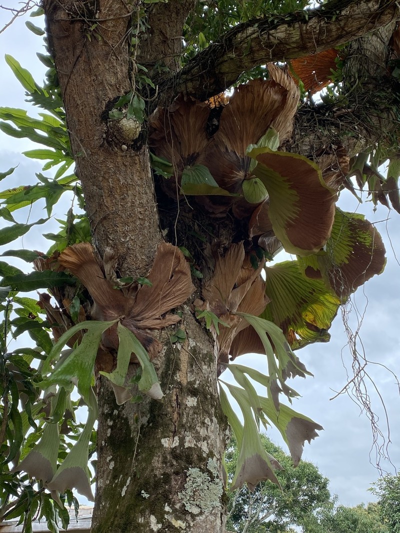 Platycerium stemaria photo 2