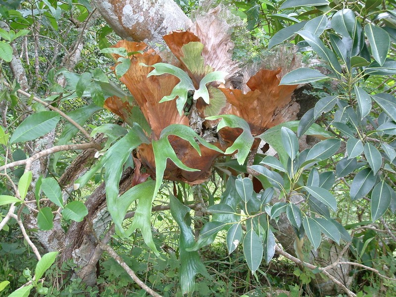 Platycerium stemaria photo 4