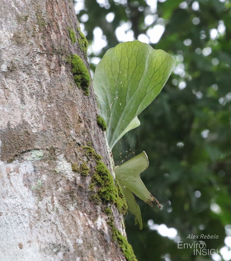 Platycerium stemaria photo 8