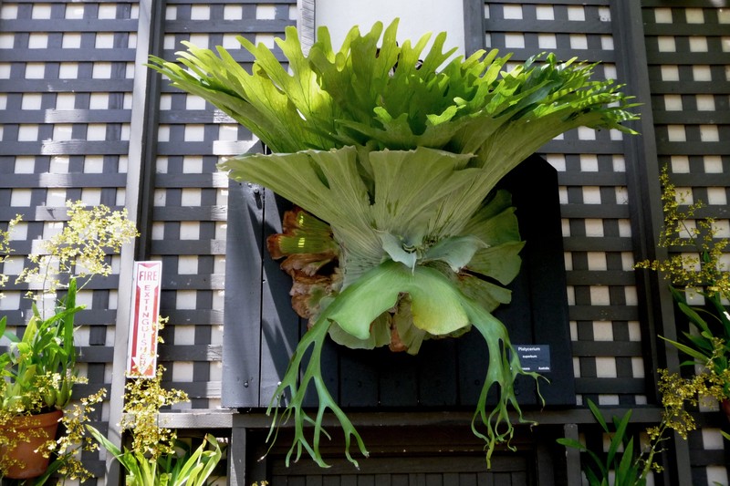 Staghorn Fern photo 4