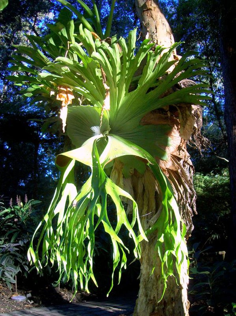 Staghorn Fern