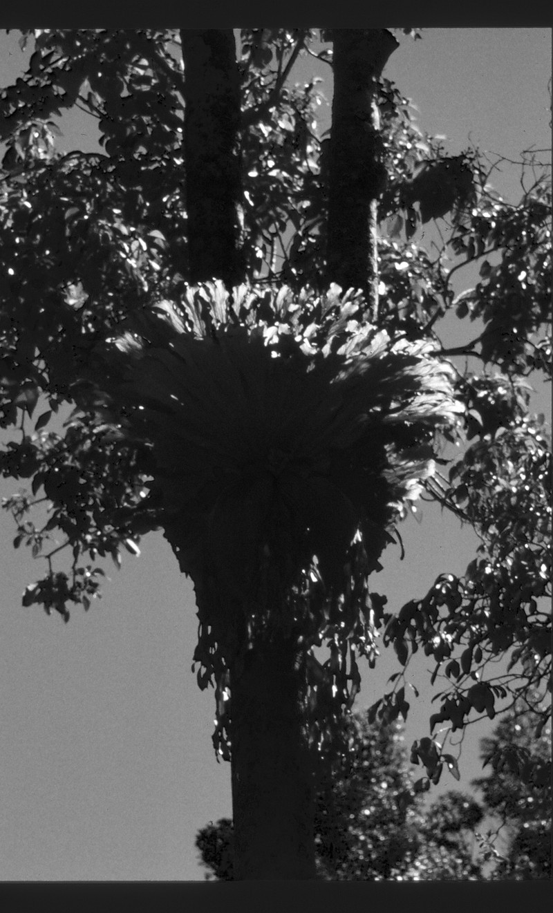 Staghorn Fern photo 2