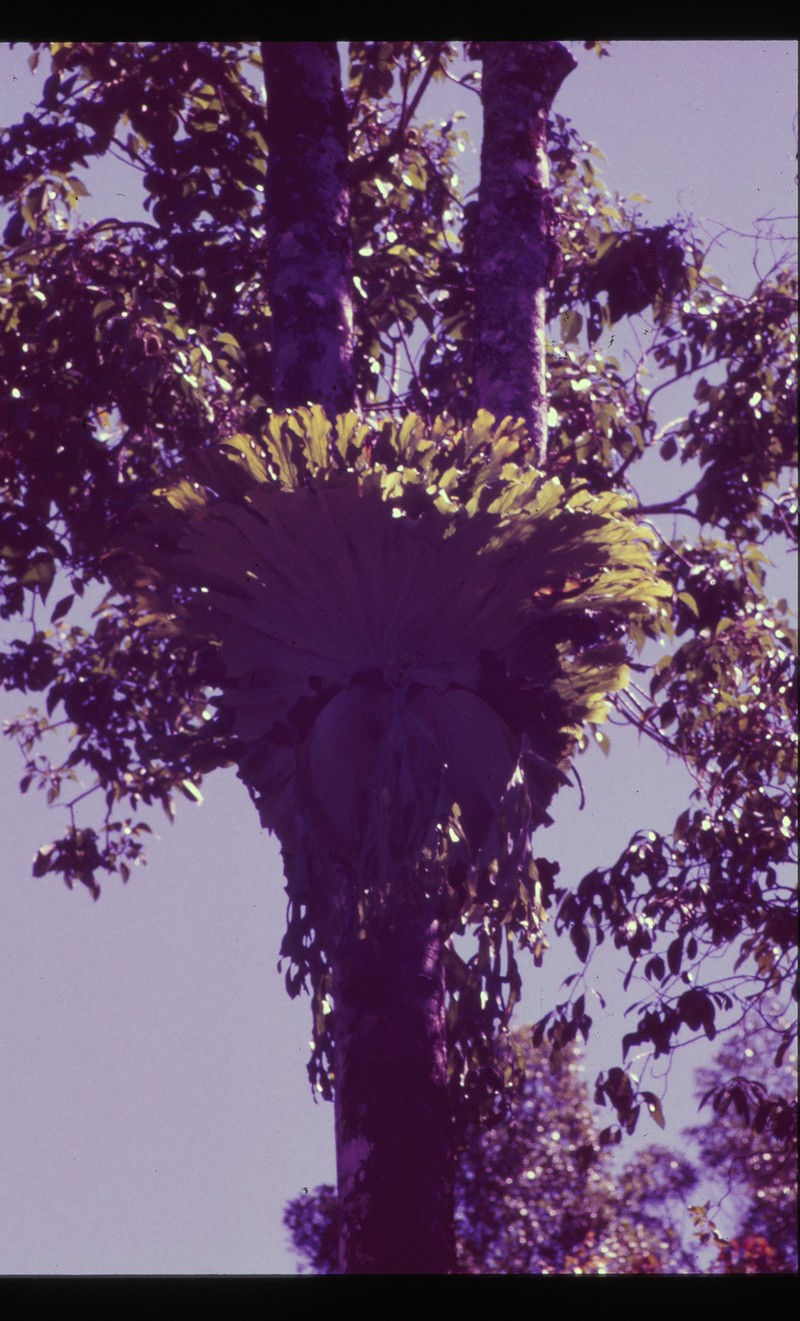 Staghorn Fern photo 3