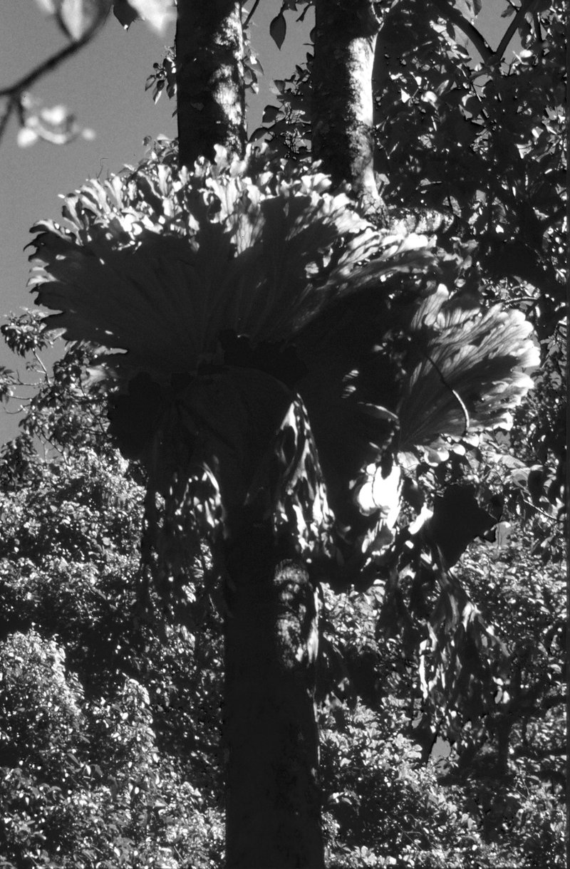 Staghorn Fern photo 5