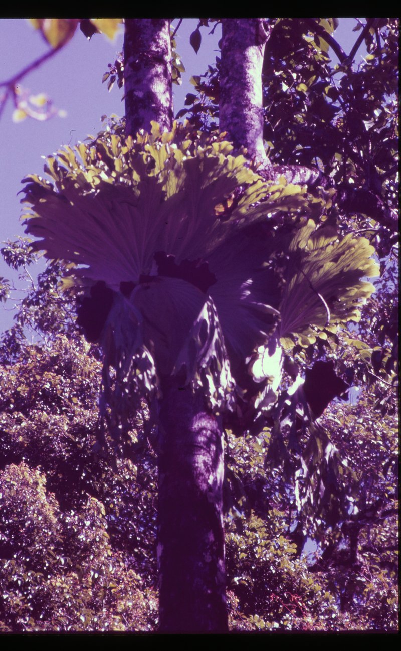 Staghorn Fern photo 6