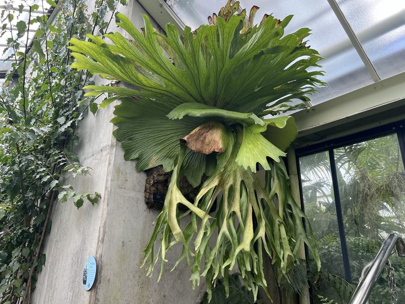 Staghorn Fern photo 7