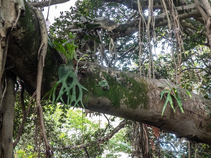 Staghorn Fern photo 8