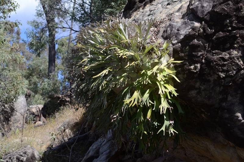 Platycerium veitchii
