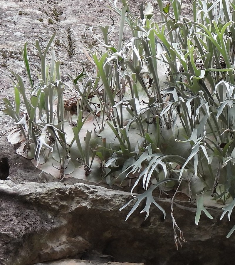 Platycerium veitchii photo 3