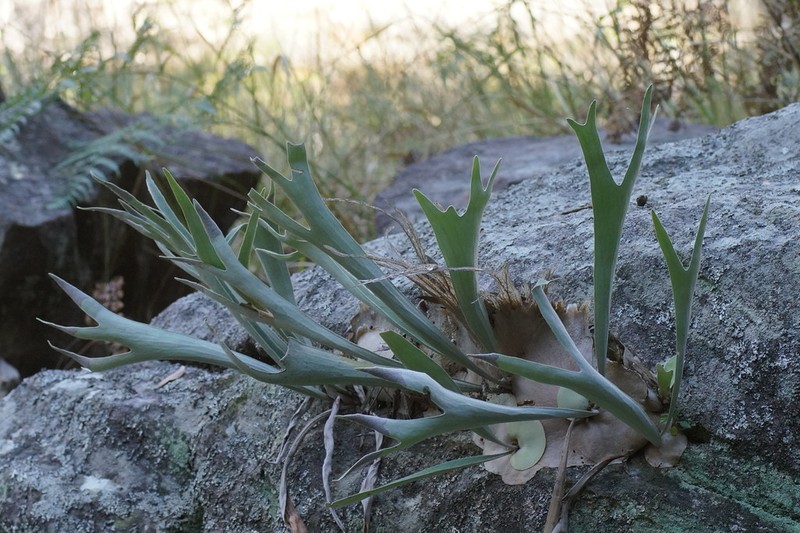 Platycerium veitchii photo 4